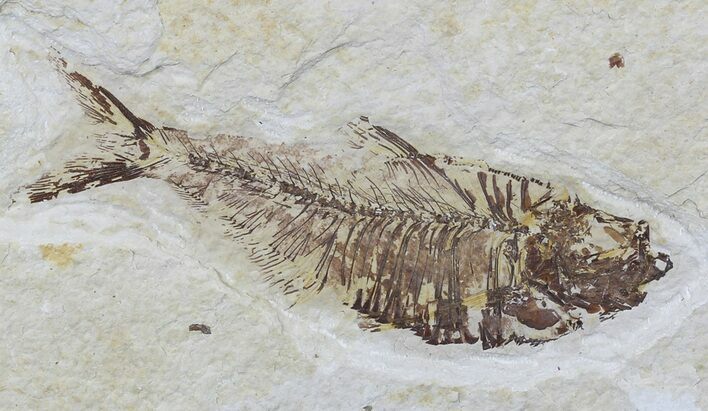 Diplomystus Fossil Fish - Wyoming #58605